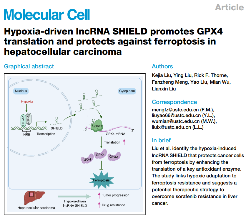 Mol Cell：肿瘤耐药有解了？中科大团队发现癌细胞抵抗铁死亡的关键分子